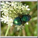 Lucilia sp - Schmeissfliege Goldfliege 11.jpg